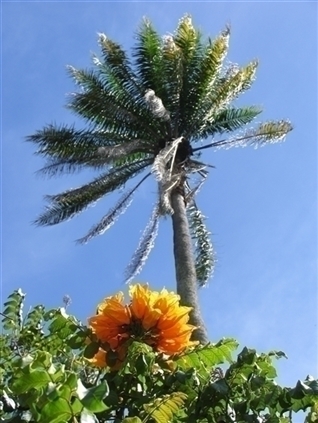 Click for large image